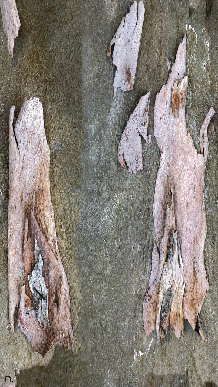 Pink Bark Silk Scarf