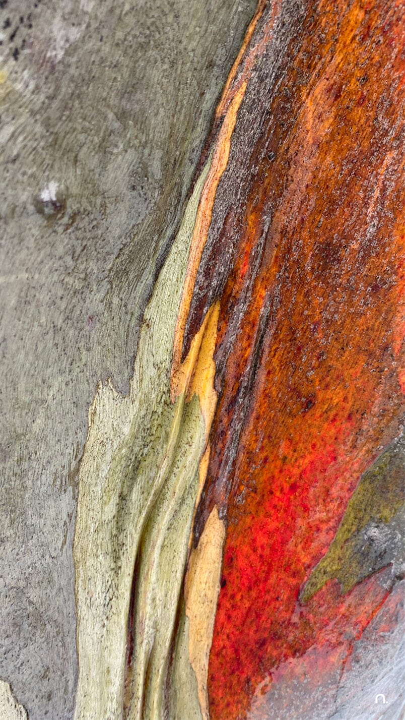 Snow Bark Silk Scarf