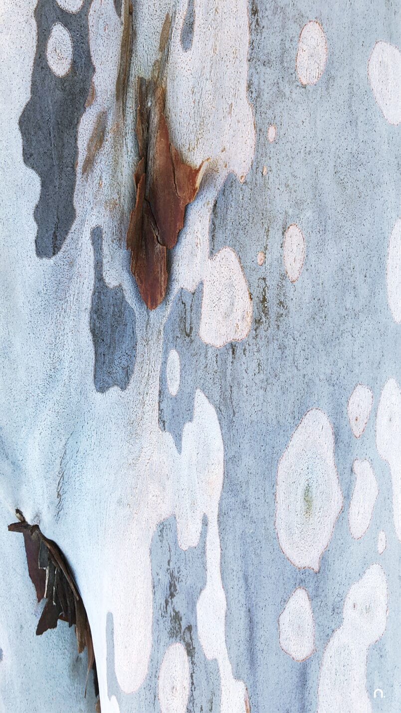 Spotted Bark Silk Scarf