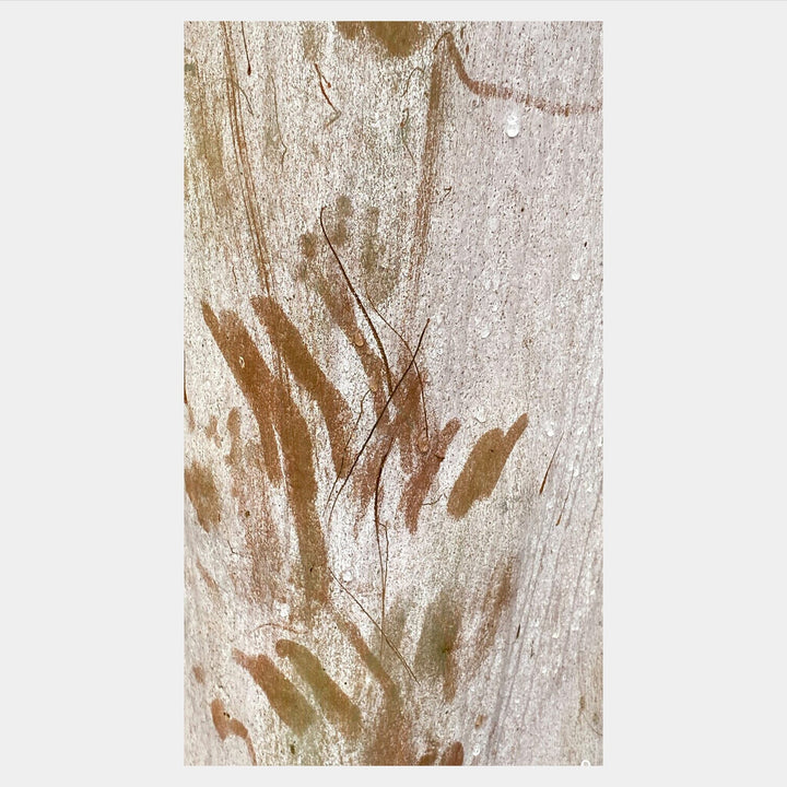 Ghost Bark Silk Scarf