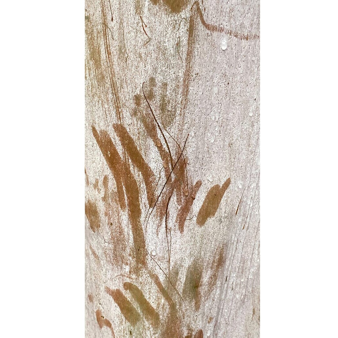 Ghost Bark Silk Scarf