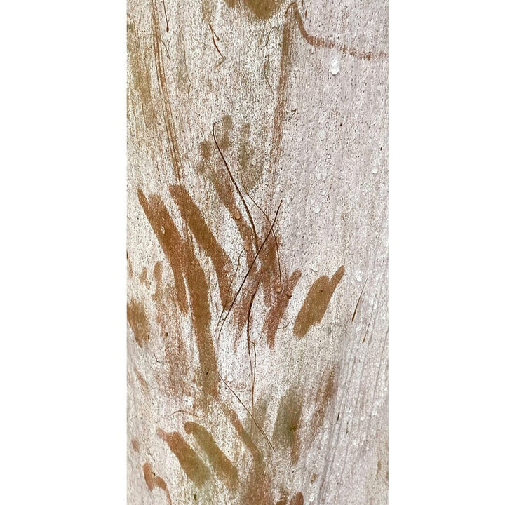 Ghost Bark Silk Scarf