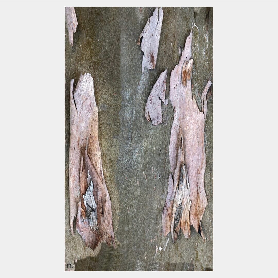 Pink Bark Silk Scarf