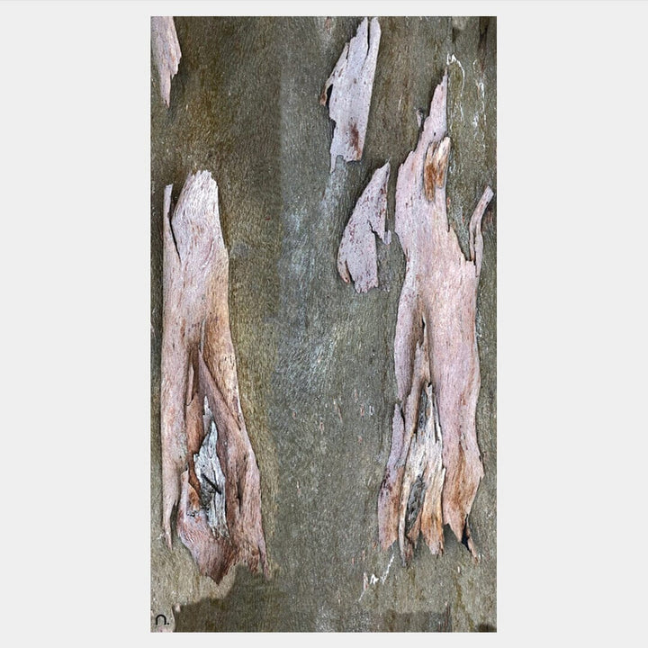 Pink Bark Silk Scarf