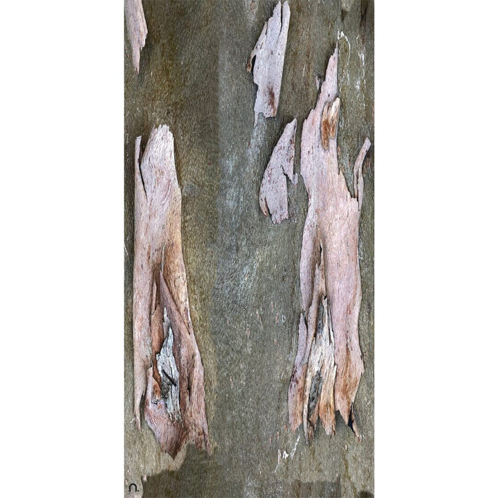 Pink Bark Silk Scarf