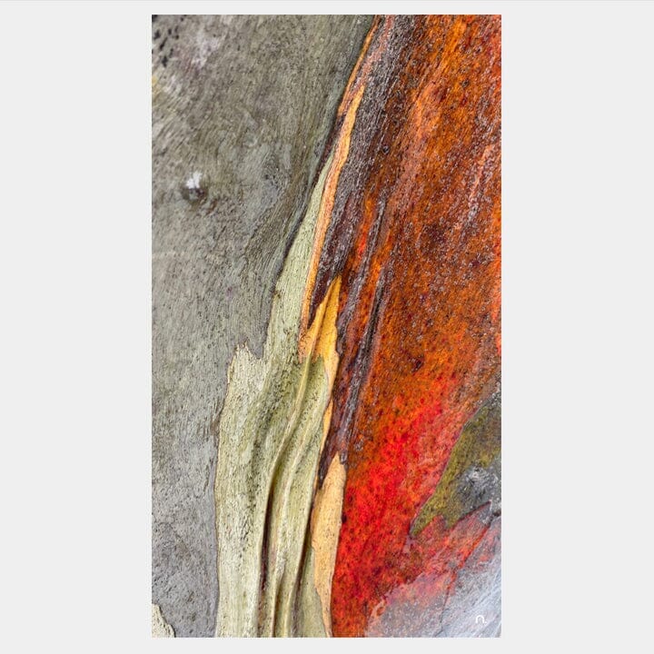 Snow Bark Scarf/Reversible Bag Set